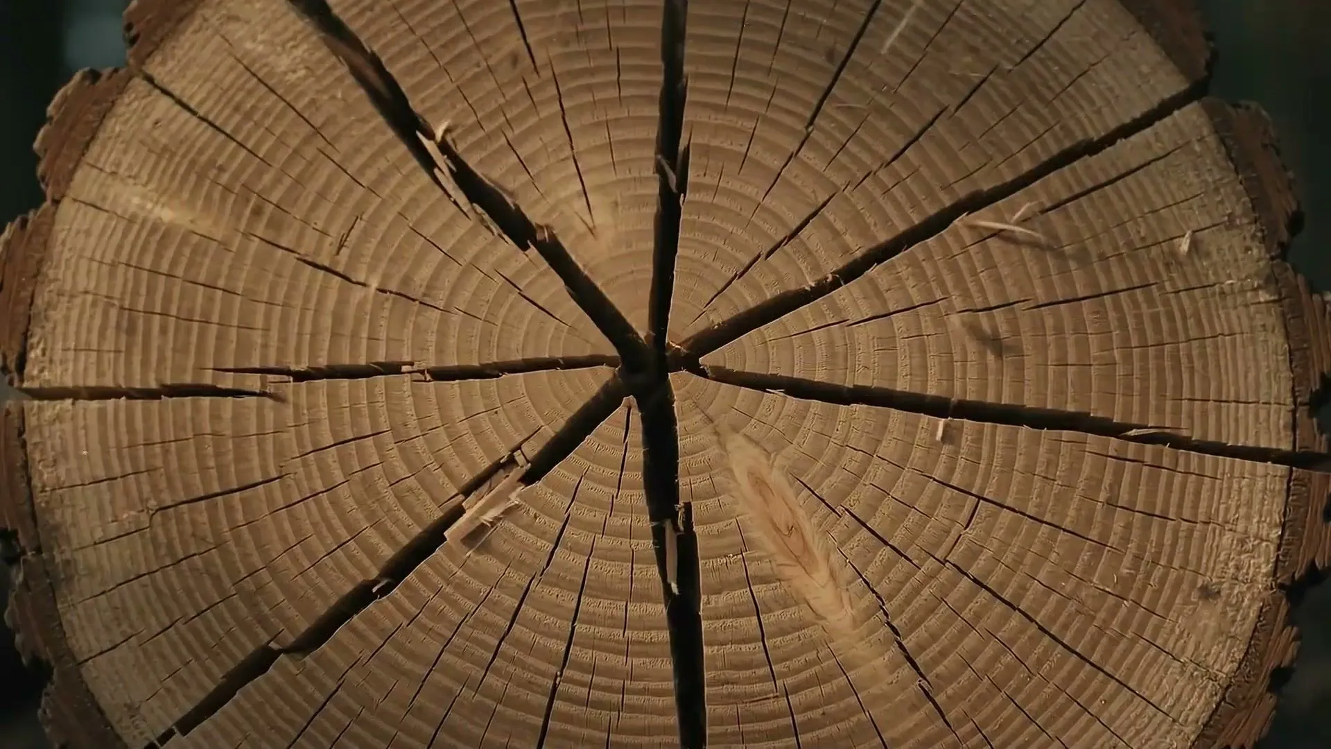 The end grain of a felled oak, growth rings lit from one side